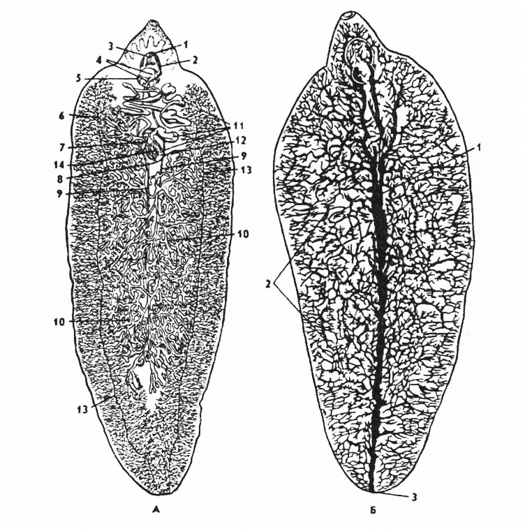 Плоские черви печеночный сосальщик. Выделительная система печеночной двуустки. Пищеварительная система печеночного сосальщика. Нервная система печеночного сосальщика. Сосальщик печеночный hepatica.