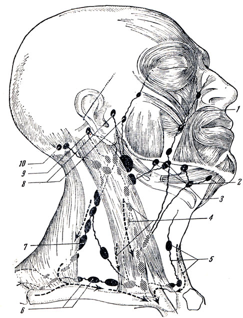 Лимфоузел в мышце. Регионарные лимфоузлы головы. Околоушные лимфоузлы анатомия. Лимфатическая система головы и шеи схема. Лимфатическая система ЧЛО.