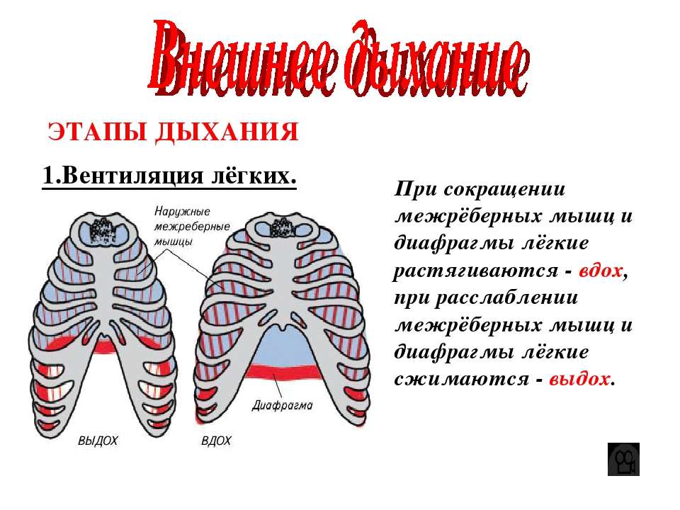 Во время вдоха межреберные мышцы и диафрагма. Этапы дыхания. Наружные межреберные мышцы при вдохе и выдохе. Этапы дыхательной системы. При вдохе диафрагма.