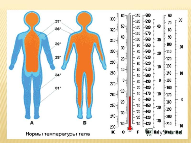 Температура вашего тела. Таблица нормы температуры тела. Температура в различных частях тела. Температура человека. Показатели температуры тела человека.