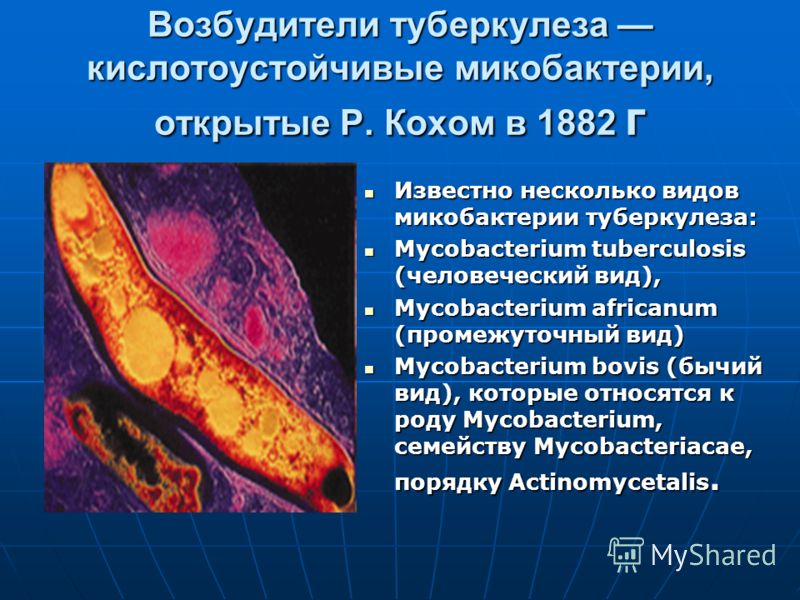 Г микобактерии