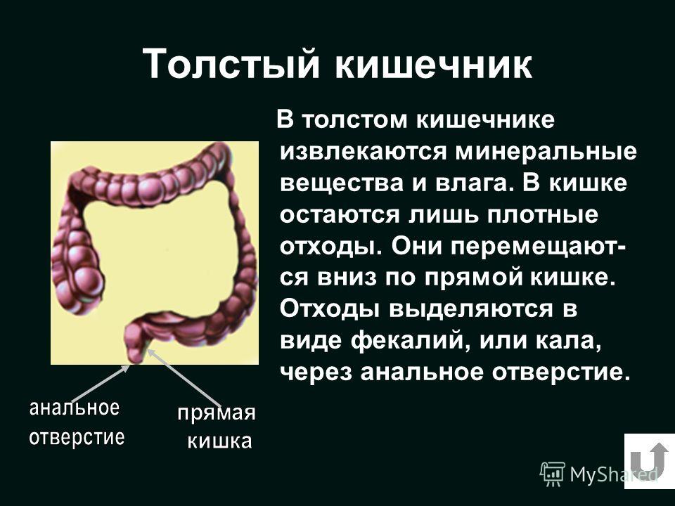 Пища кишка. Процессы в толстом кишечнике. Процессы происходящие в толстом кишечнике. Толстый кишечник пищеварение.