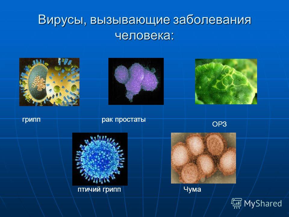 Вирусы примеры. Вирусы заболевания. Вирусы заболевания человека. Вирусы и вирусные заболевания. Заболевания вызываемые вирусами.