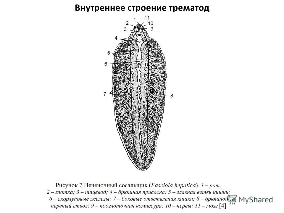 Сосальщики рисунок. Внутреннее строение печеночного сосальщика. Печеночный сосальщик строение. Выделительная система печеночного сосальщика препарат. Строение личинок трематод.