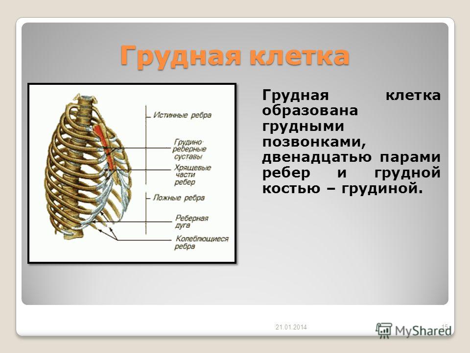 Грудную клетку образуют