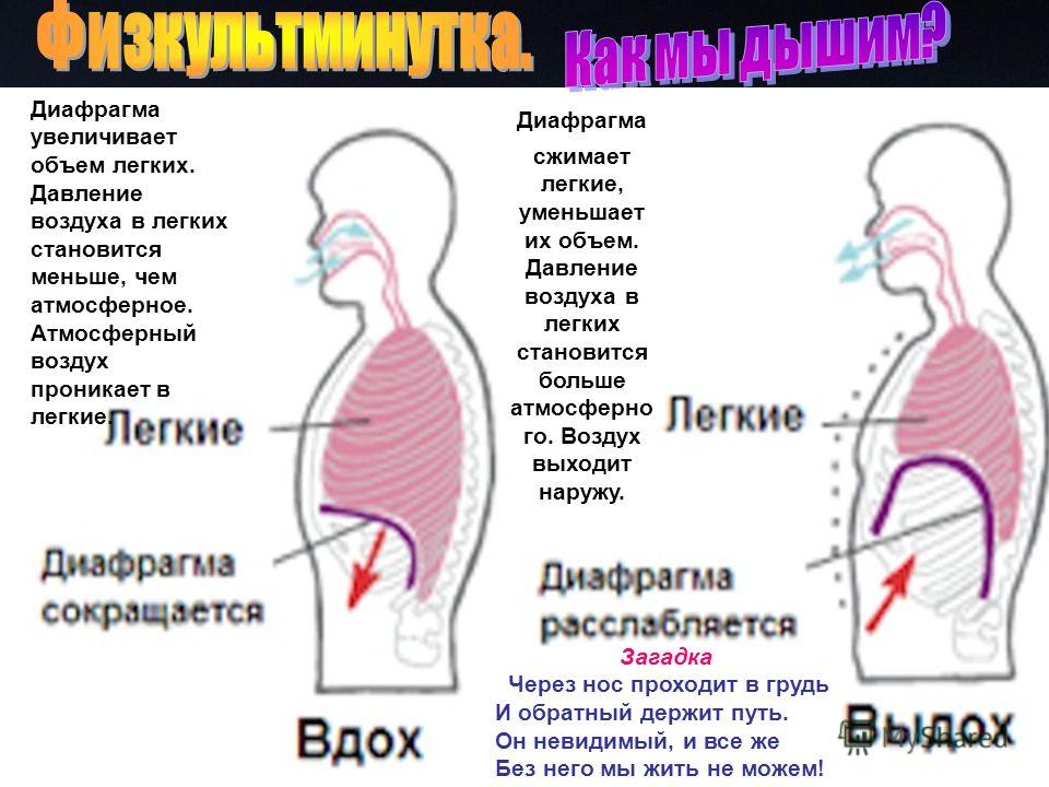 Как увеличить объем. Как увеличить легкие. Объём лёгких человека. Как увеличить объем легких.