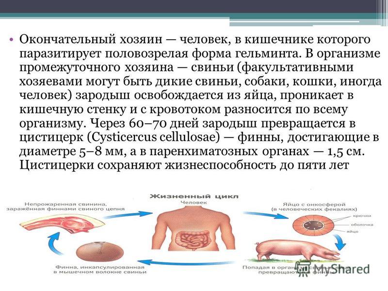 Окончательный хозяин. Тениаринхоз промежуточный хозяин. Окончательный хозяин это. Промежуточный хозяин и окончательный хозяин. Тениаринхоз презентация.