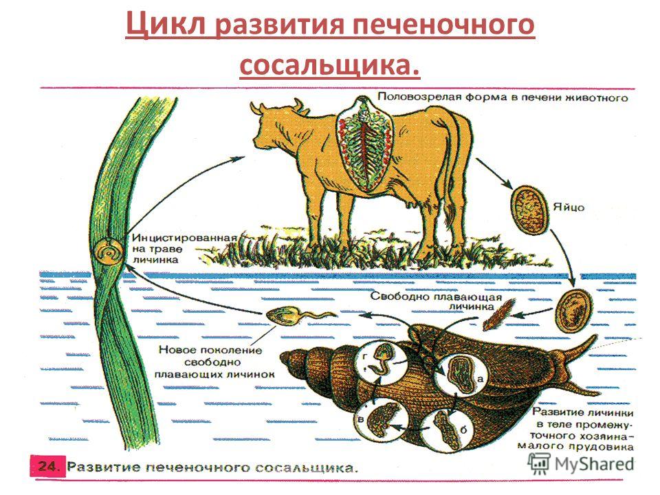 Печеночный сосальщик биология. Цикл развития печеночного сосальщика схема. Цикл развития печеночного сосальщика биология. Цикл печеночного сосальщика биология ЕГЭ. Плоские черви сосальщики цикл развития.