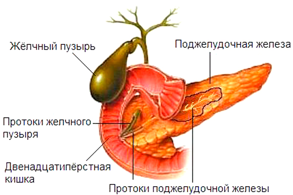 Желчные протоки в двенадцатиперстной кишке. Строение желчного пузыря и поджелудочной железы. Желчный пузырь и поджелудочная железа. Поджелудочная железа желчный пузырь анатомия. Желчь поджелудочной железы.
