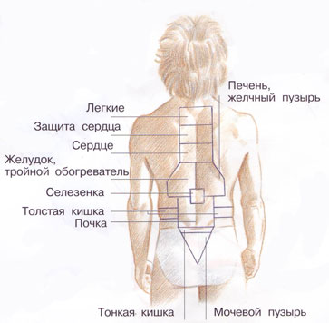 Болит слева спина в области. Левая сторона спины. Поясница с левой стороны. Легкие со спины.