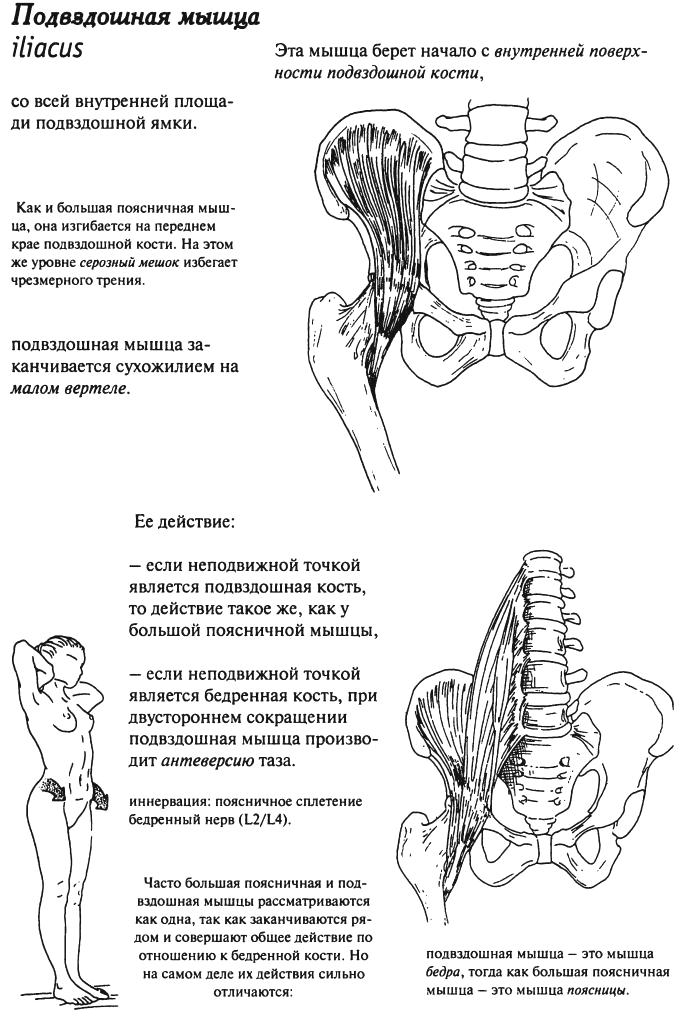 Подвздошная кость болит. Подвздошная мышца таза анатомия. Мышцы таза подвздошно поясничная. Подвздошно-поясничный синдром. Подвздошно-поясничная мышца на УЗИ.
