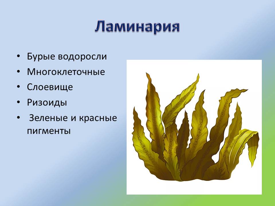 Слоевищем называются. Бурые водоросли ламинария. Ламинария зеленая водоросль. Слоевище многоклеточные зеленые водоросли. Класс бурые водоросли ламинария.