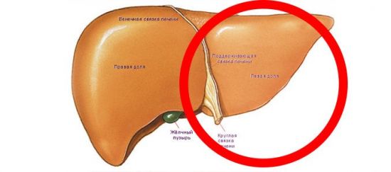 Левая доля печени