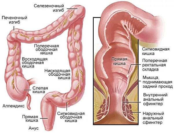 строение кишечника