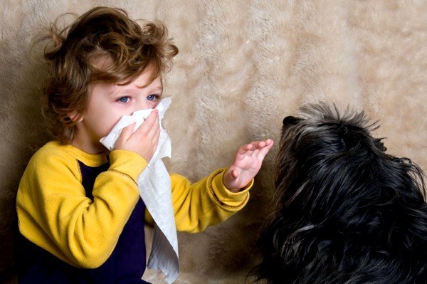 Шерсть животных может быть причиной аллергии