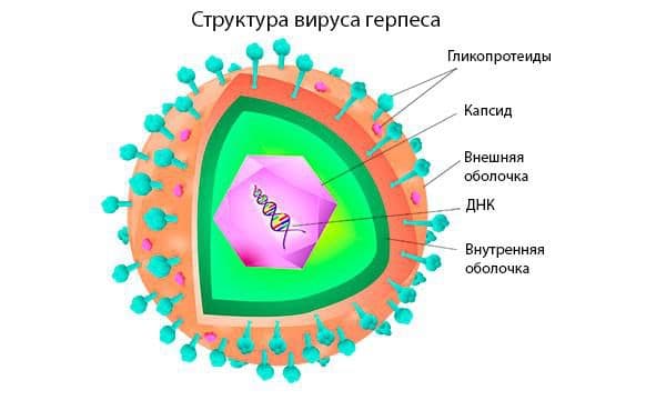 struktura-i-virus-gerpesa