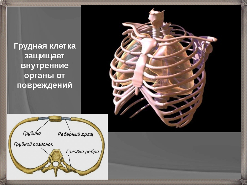 Органы человека с ребрами. Грудная клетка человека строение анатомия с органами сбоку. Грудная клетка органы грудной клетки. Органы защищенные грудной клеткой.