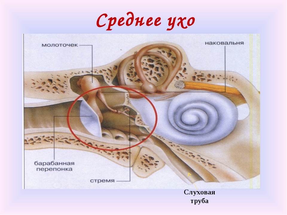 Какая функция слуховых косточек. Строение стремечко уха. Среднее ухо молоточек. Среднее ухо барабанная перепонка слуховые косточки. Строение среднего уха.
