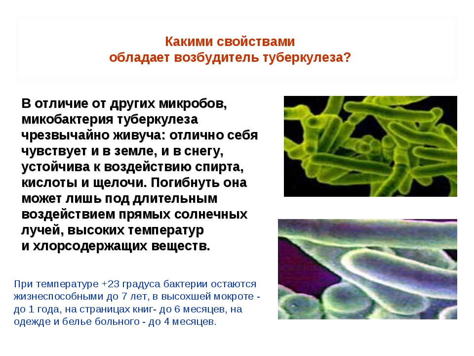 Микробиология кох р открытие туберкулезной палочки. Палочка Коха возбудитель туберкулеза. Возбудитель туберкулеза - палочка. Палочка Коха туберкулез. Возбудитель туберкулеза микробиология.