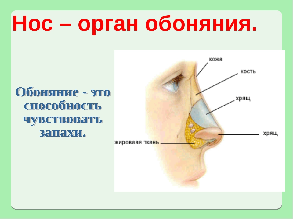 Органы обоняния кратко. Органы чувств нос. Нос орган обоняния. Строение носа для дошкольников. Строение носа человека для детей.