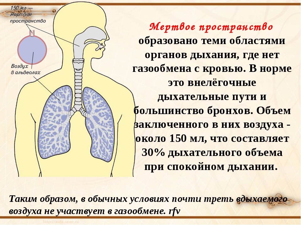 Легкие доклад 3 класс. Объем мертвого пространства дыхательной системы составляет. Органы дыхания в норме. Мертвое пространство легких. Мертвое пространство дыхательной системы.