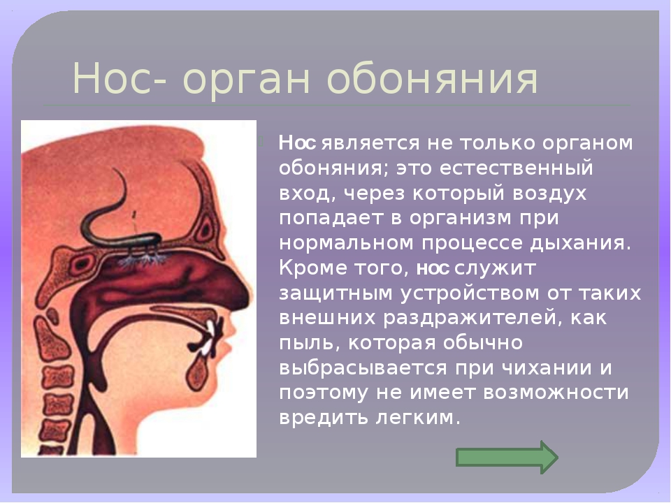 Нос кратко. Органы чувств нос. Нос обоняние. Нос орган обоняния. Органы носа человека.