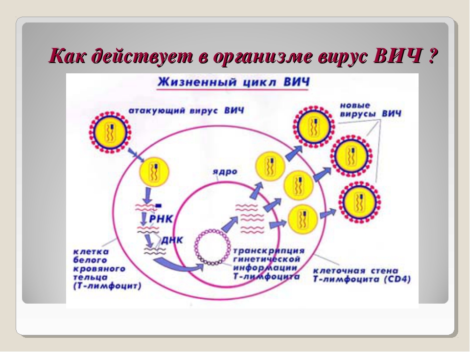 Как действует на организм. Схема поражения иммунной системы при ВИЧ. Механизм воздействия вирусов на организм. Вируса ВИЧ В организме. Распространение вируса в организме.