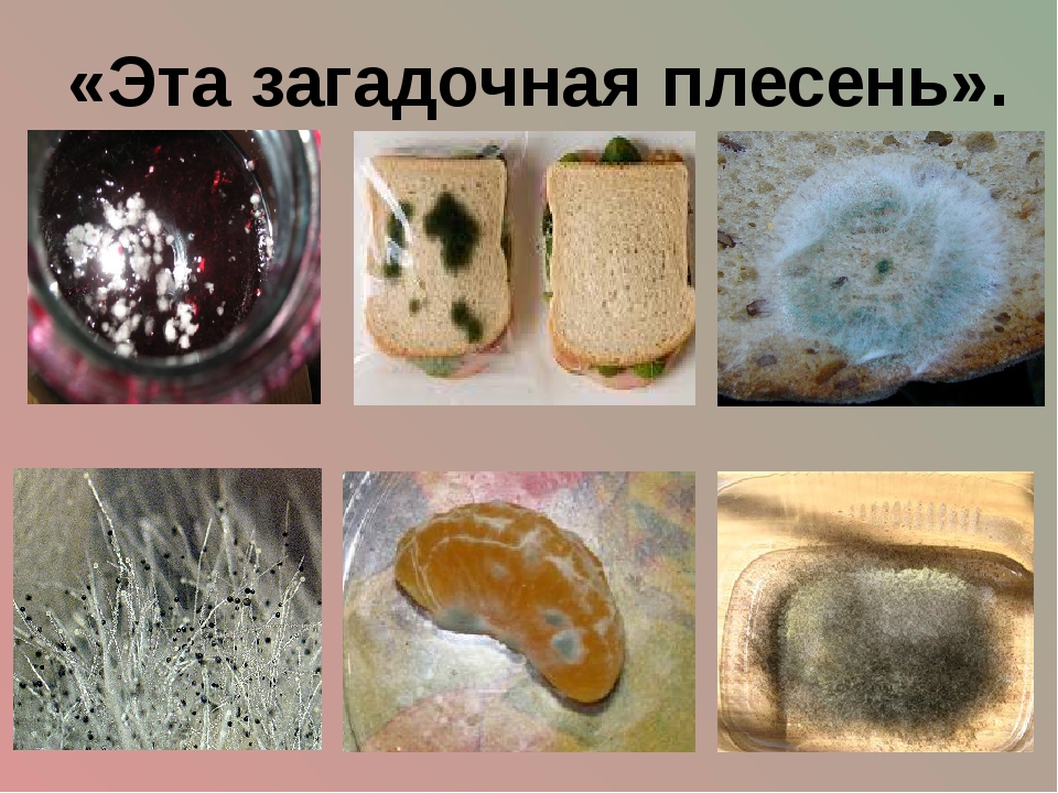 Плесневые грибы на хлебе