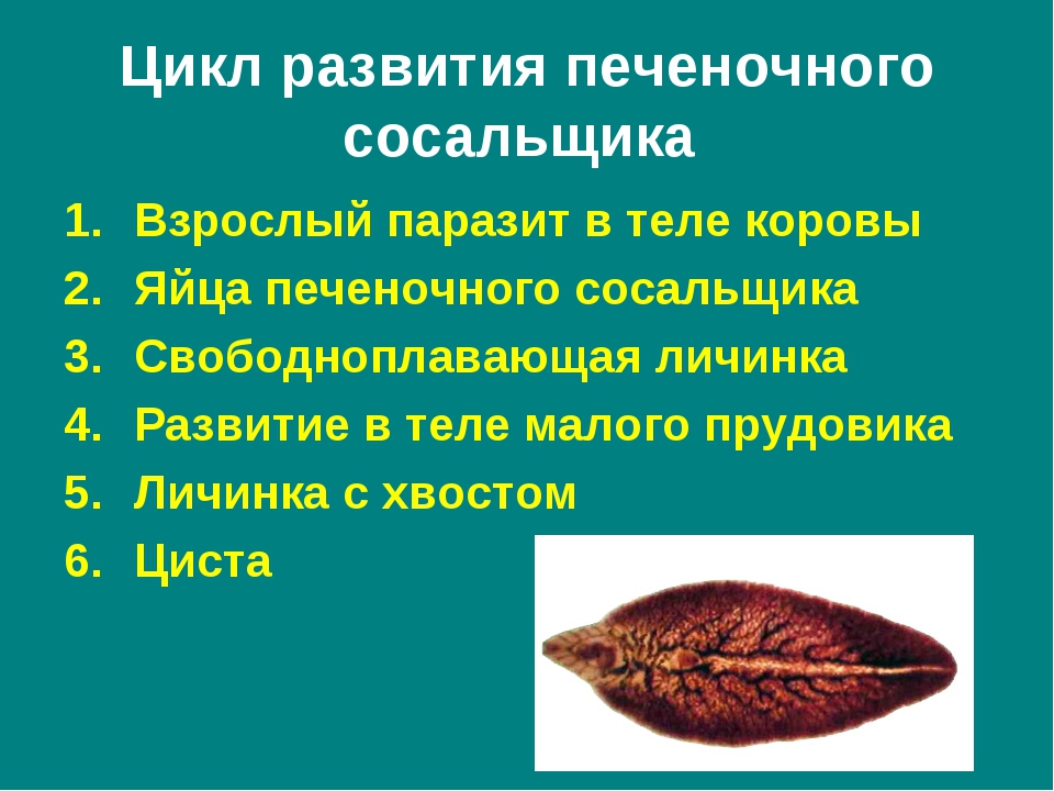 Образ жизни сосальщиков. Печёночный сосальщик (взрослая особь). Печеночный сосальщик заболевание. Диагностическая стадия печеночного сосальщика. Печеночный сосальщик возбудитель.