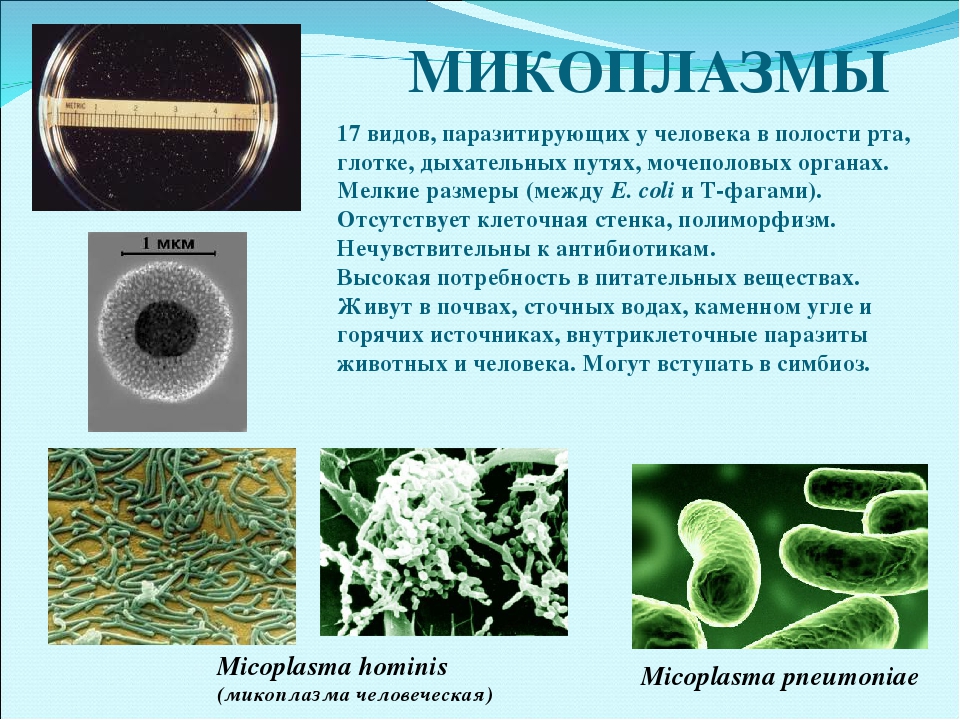 Mycoplasma pneumoniae. Микоплазма пневмония микробиология. Микоплазма пневмония микроскопия. Микоплазма микробиология строение. Микоплазмы строение микробиология.