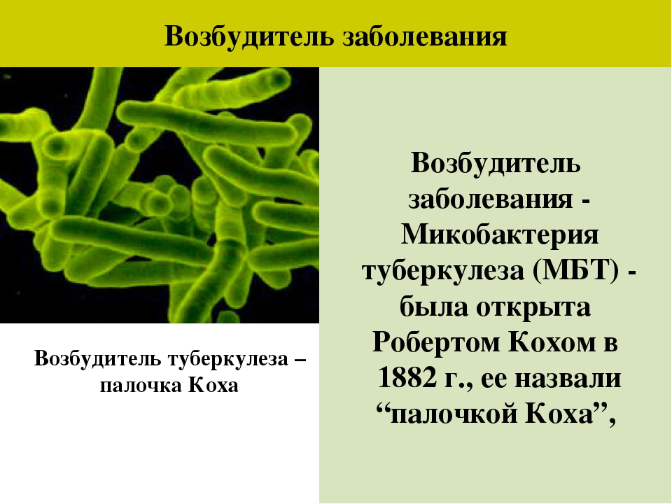 Возбудитель туберкулеза. Микобактерии возбудители туберкулеза. Палочка Коха возбудитель туберкулеза. Микобактерия туберкулеза палочка Коха. Возбудитель туберкулёза Кох.