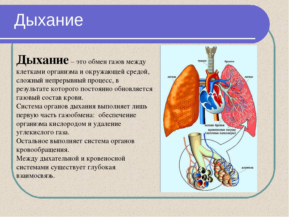 План легкое дыхание