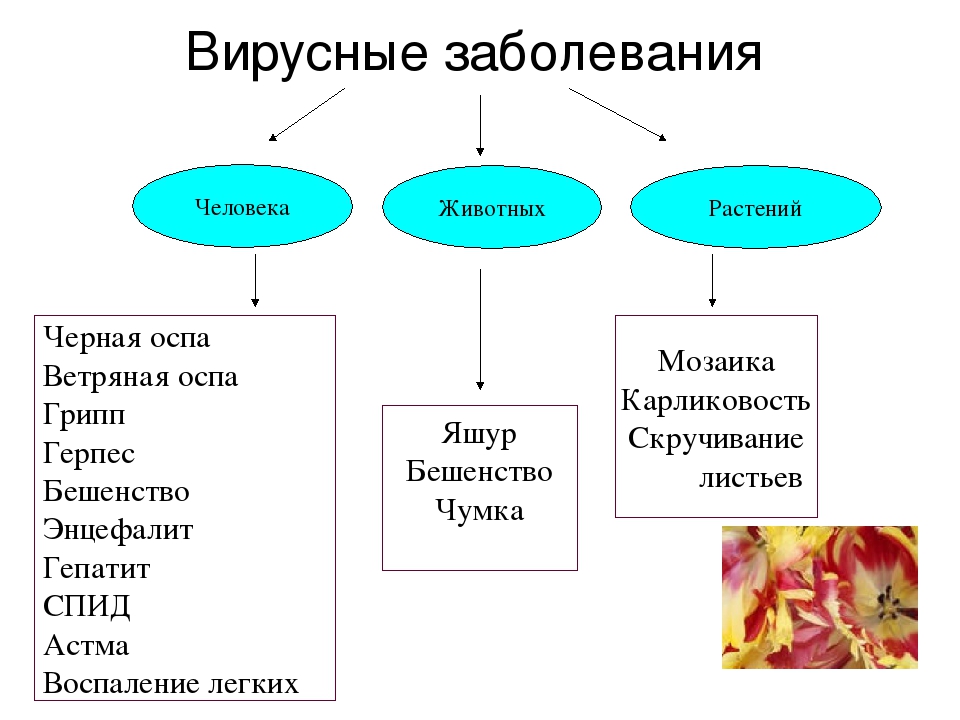 Виды полезней человека. Болезни человека вызываемые вирусами таблица. Болезни человека животных и растений вызываемые вирусами. Назовите 5 вирусных заболеваний. Перечислите болезни вызываемые вирусами.