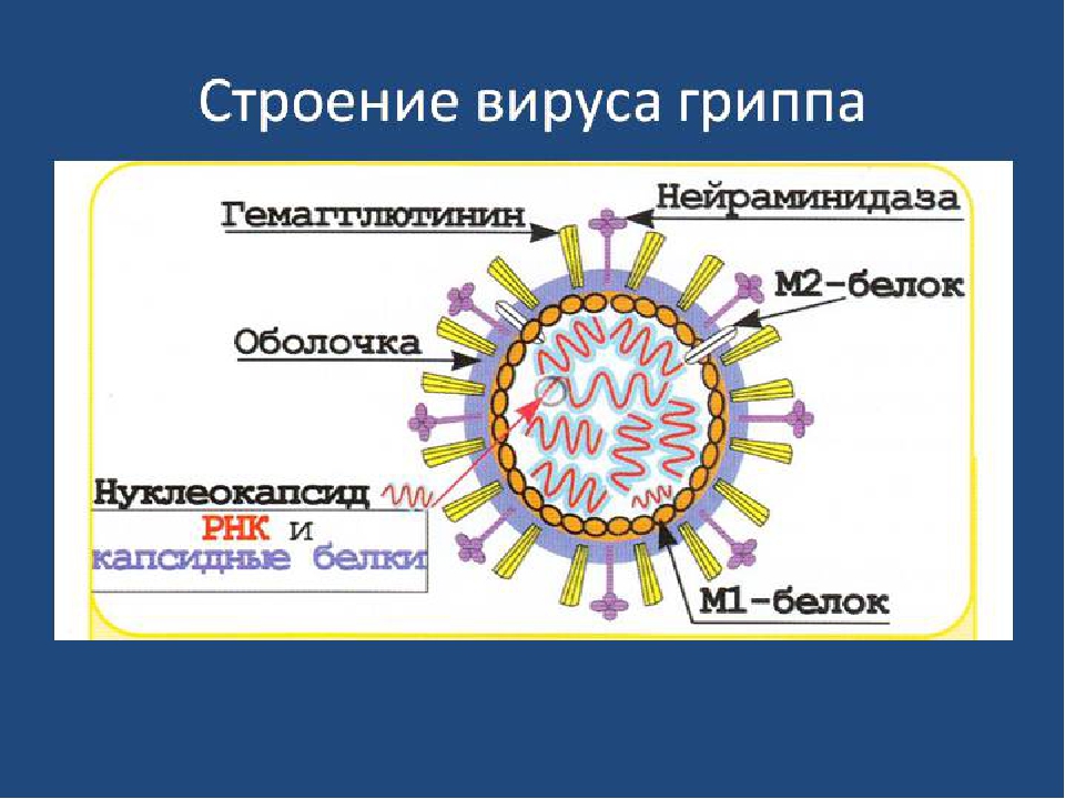 Возбудитель гриппа орви. Структура вируса гриппа микробиология. Строение вирусов микробиология. Коронавирус строение вируса. Строение вируса ОРВИ.