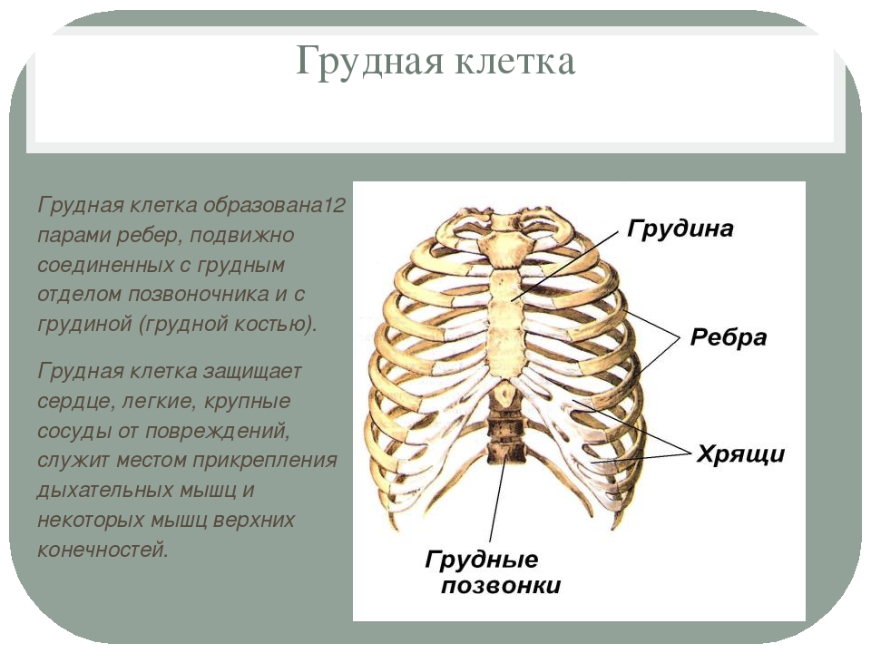 Ребра образуют. Грудная клетка вид спереди название костей. Грудную клетку образуют. Скелет грудной клетки образован. Груд клетка образована.