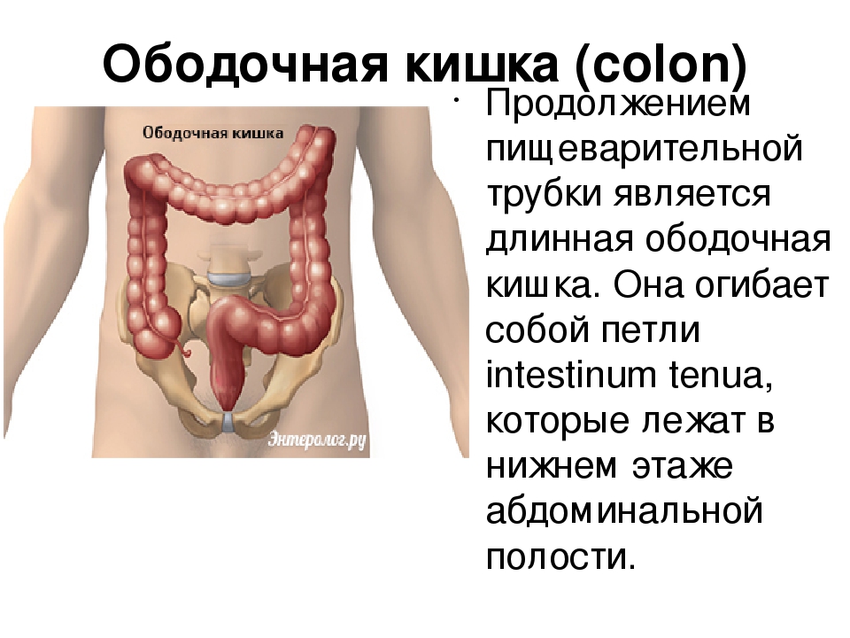 Como cuidar el colon