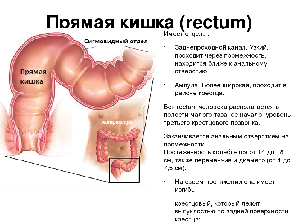 Кишечник длина. Анатомическая структура прямой кишки. Строение и функции прямой кишки таблица. Прямая кишка у человека строение и функции. Анатомические образования слизистой оболочки прямой кишки.