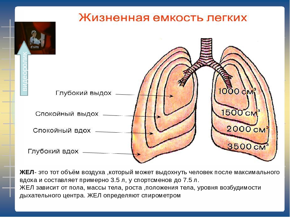 Как увеличить объем легких. Жизненный объем легких человека. Объём лёгких человека вдох и выдох. Жизненная и общая ёмкость лёгких. Жизненная емкость легких схема.