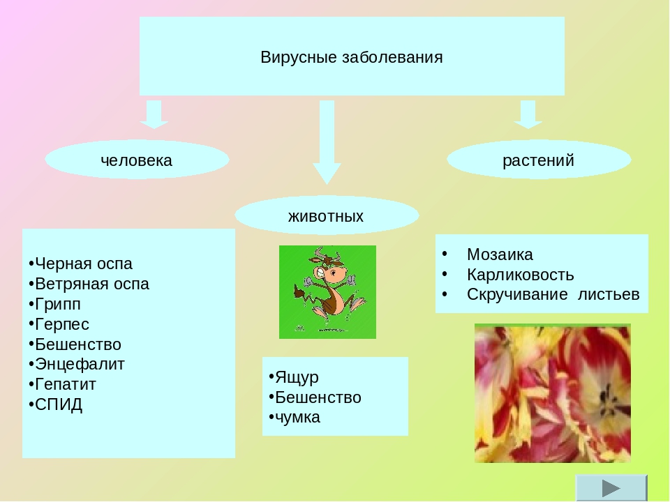 Животные растения вирусы что лишнее и почему