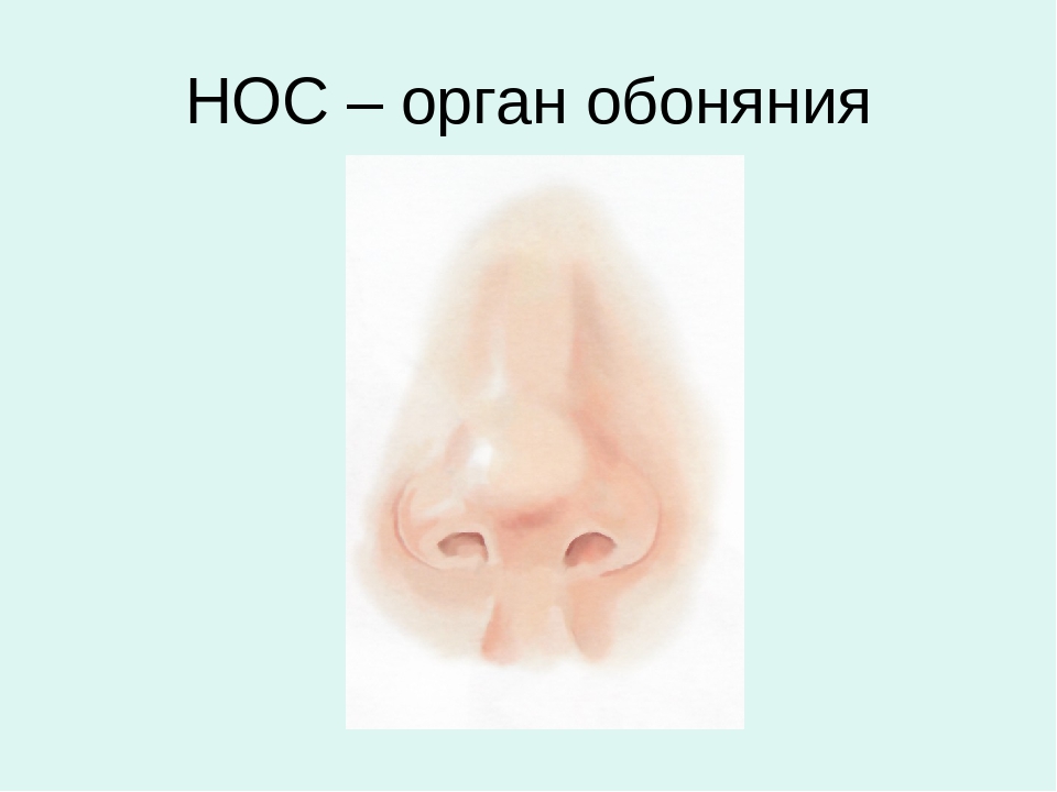 Как пишется слово обоняние. Нос орган обоняния обоняние. Нос орган обоняния для детей. Проект нос орган обоняния 3 класс. Органы чувств человека обоняние.