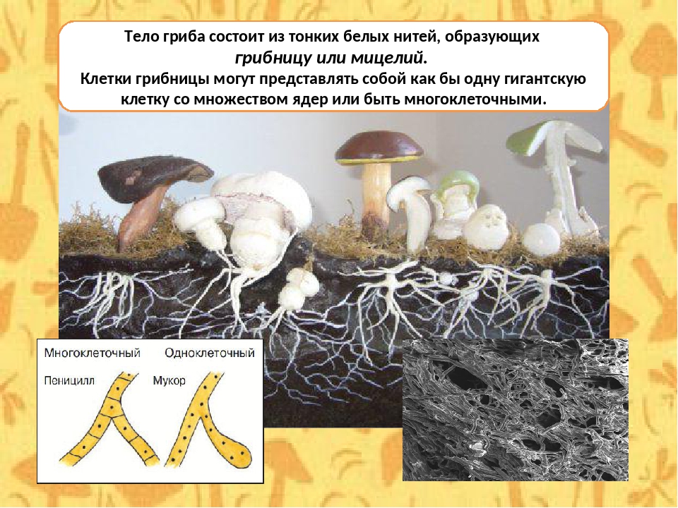 Мицелий грибов одноклеточный многоклеточный. Грибница гриба состоит из тонких нитей. Тонкие белые нити образующие тело гриба. Тело грибов состоит из тонких белых нитей. Тело гриба состоит из нитей.