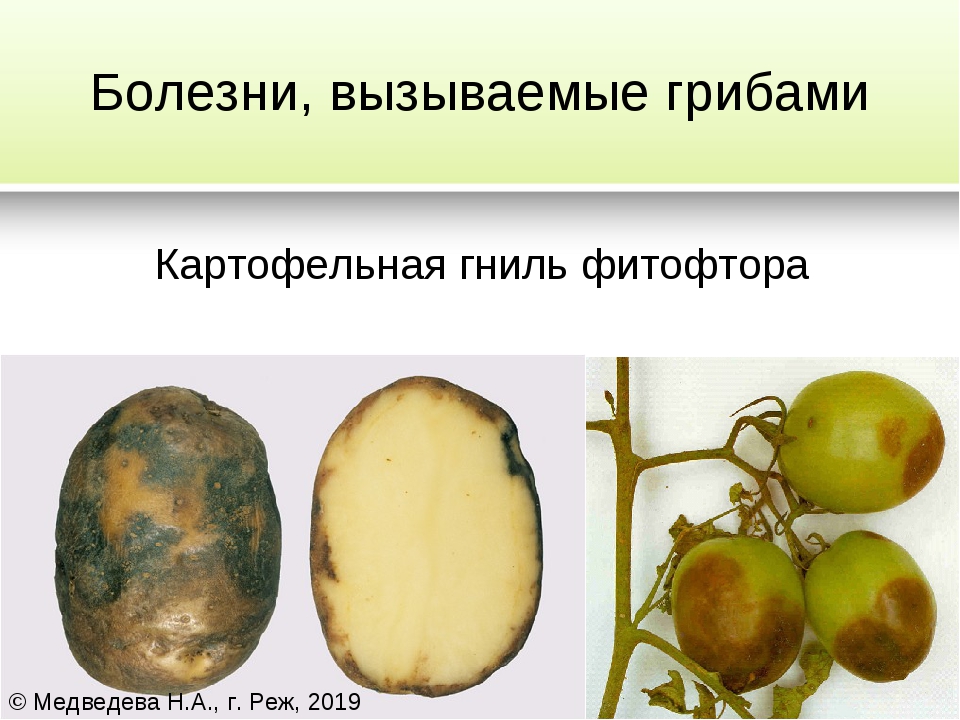 Гриб заболевание. Заболевания человека вызванные грибами. Грибы вызывающие заболевания. Грибы вызывающие заболевания человека. Заболевания растений вызванные грибами.