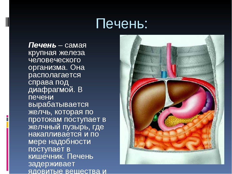 Крупная железа. Печень располагается под диафрагмой. Печень самая крупная железа человеческого организма. Печень орган в организме человека.