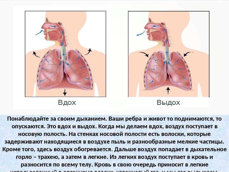 Легкого тяжело воздуха. Дыхательная система система 4 класс. Как проходит воздух по дыхательной системе. Легкие вдох выдох. Движение воздуха в организме человека.