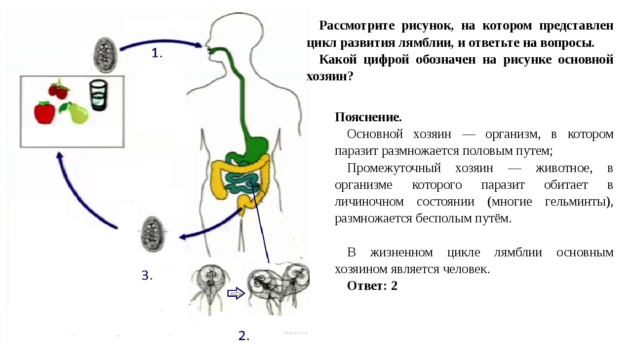 Циста жизненный цикл