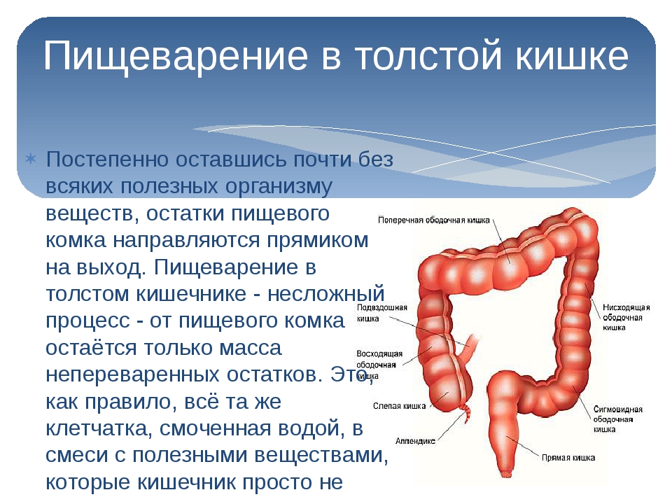 Симптомы кишечника у взрослых. Заболевания Толстого кишечника. Толстый кишечник процессы пищеварения. Пищеварение в кишечнике толстая кишка... Процесс пищеварения в толстом кишечнике.