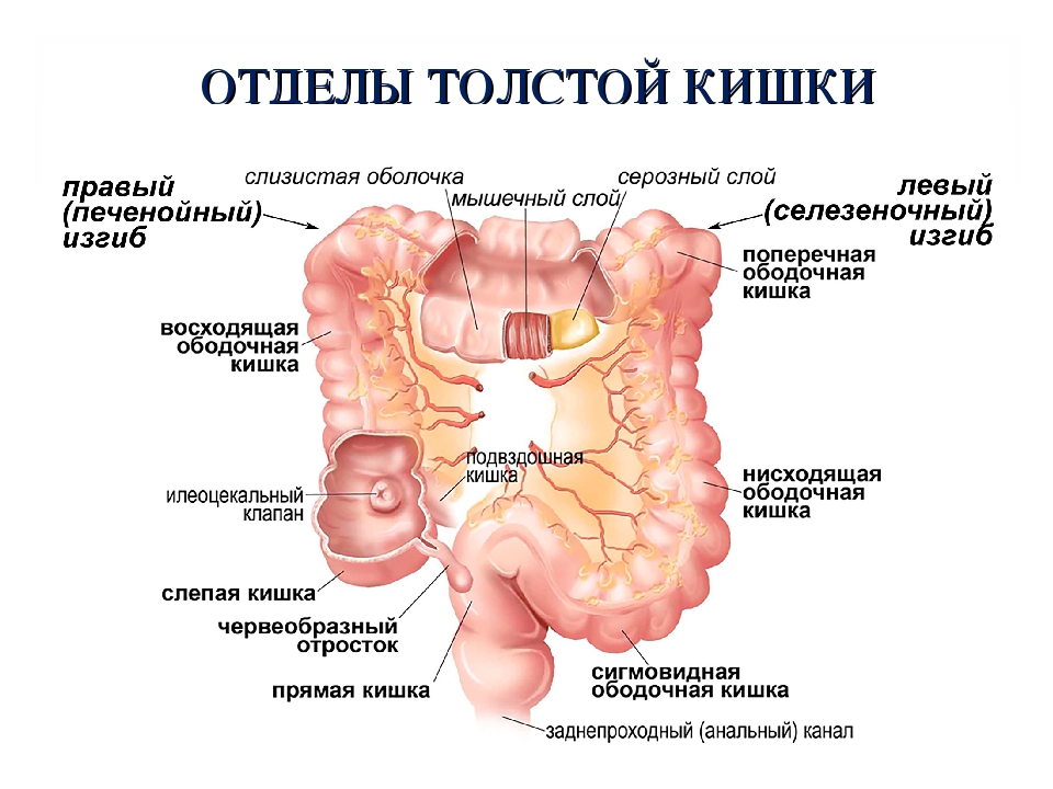 Сигмовидная кишка схема