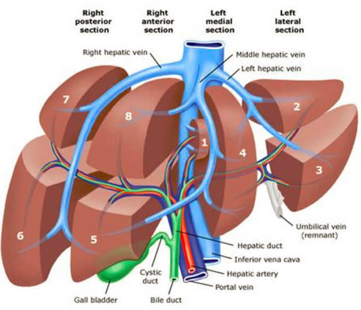 liver lobes anatomy divisions