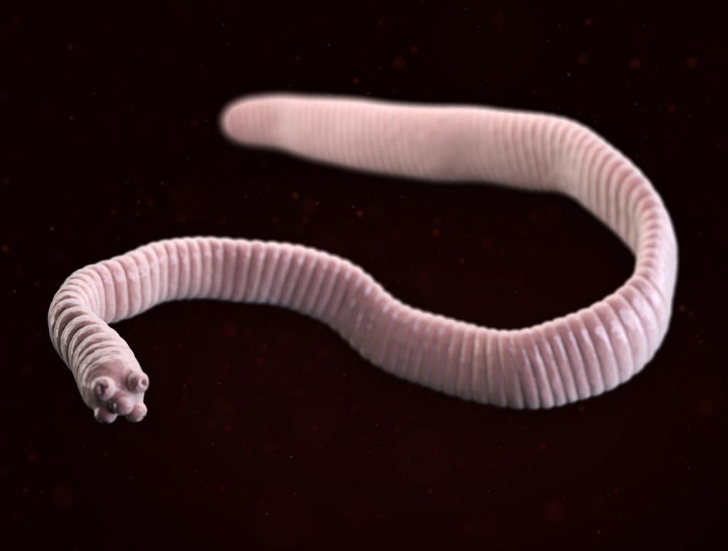 Ленточные и плоские черви. Ленточные черви цепень. Ленточный червь цепень. Ленточные черви карликовый цепень. Ленточные черви паразиты карликовый цепень.