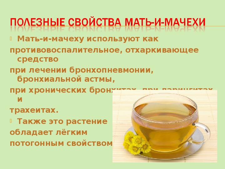 Цветки мать и мачехи польза